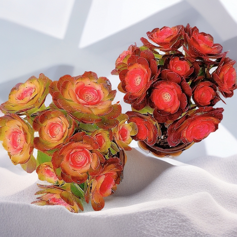 彩虹锦耐寒耐旱的多肉植物大棵适合阳台楼顶花园前台新手入门