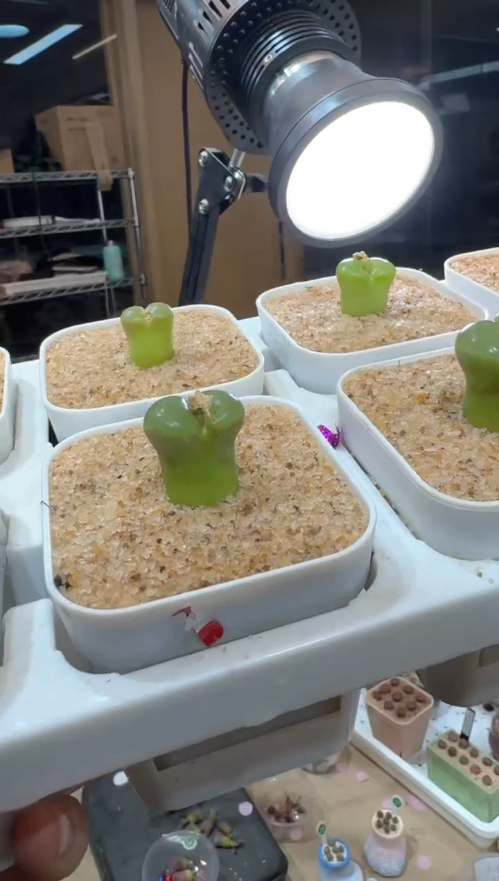 265多肉植物肉锥LAV28126粉红女郎一颗