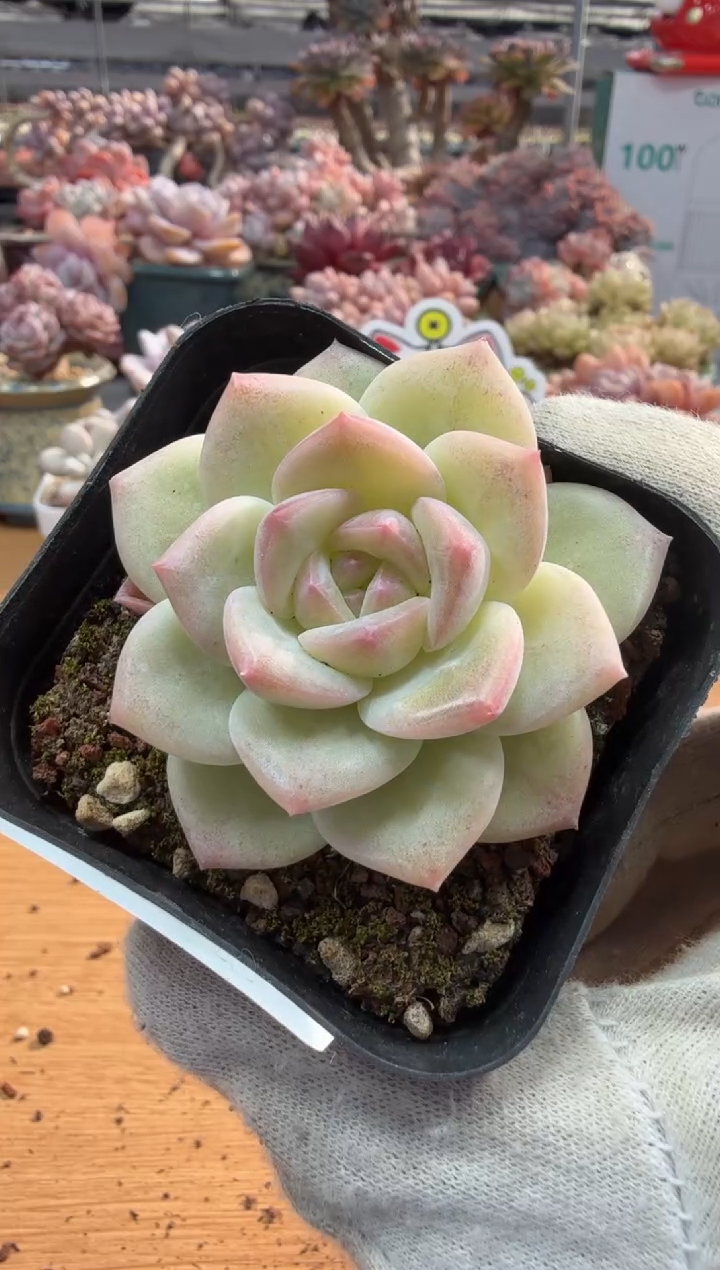 东云多肉园三店-25