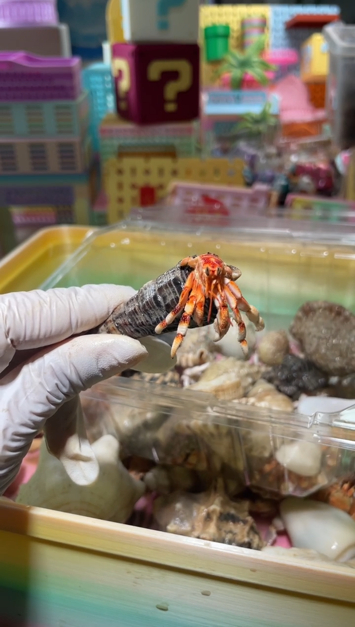 紫*村陌派有钳寄居蟹4096