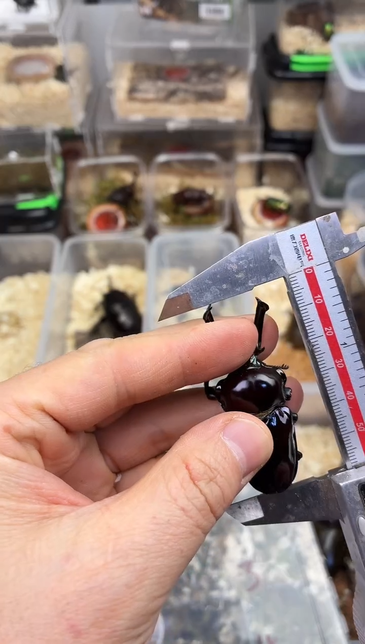 2153彩虹锹甲成虫公一只59.6mm紫色