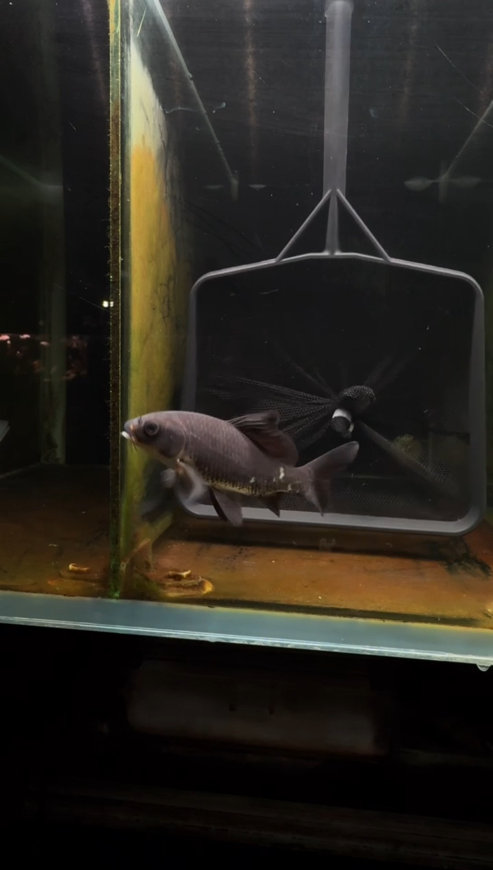 蝴蝶鲤鱼乌*菜黑蝴蝶鲤