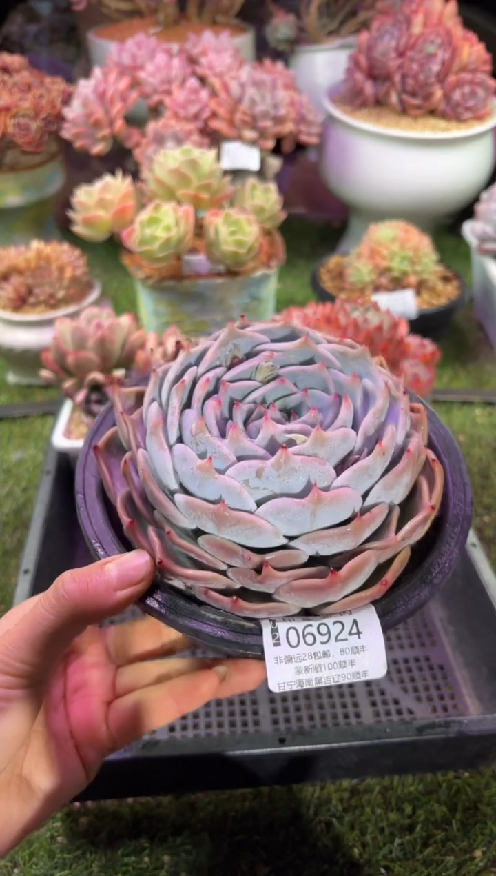 【闪购商品】06924