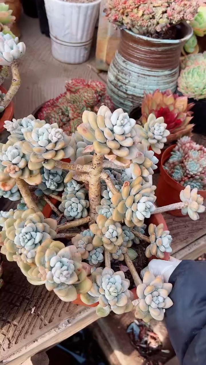 【闪购商品】23300