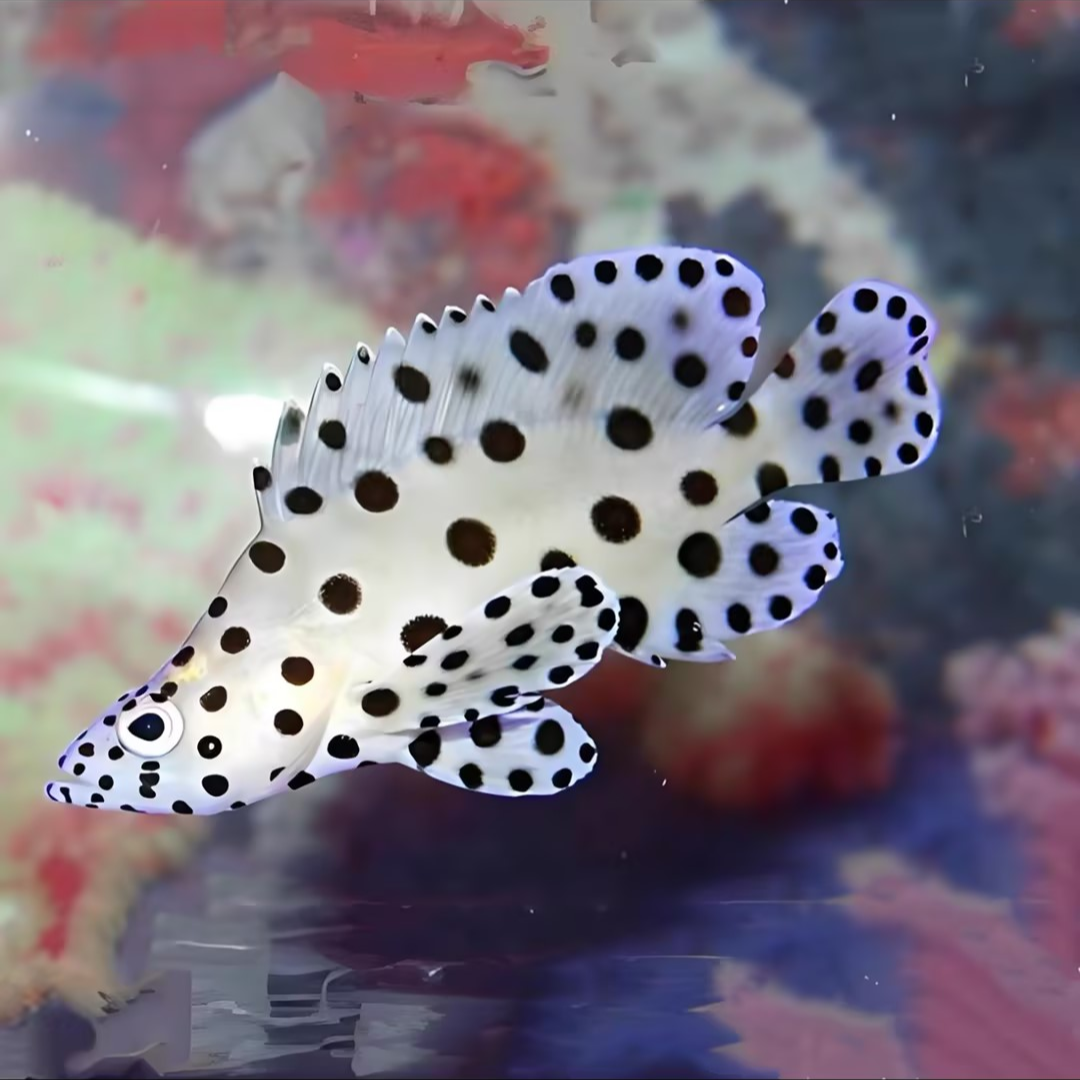 老鼠斑海水鱼售后需拍开箱视频（免包装费）