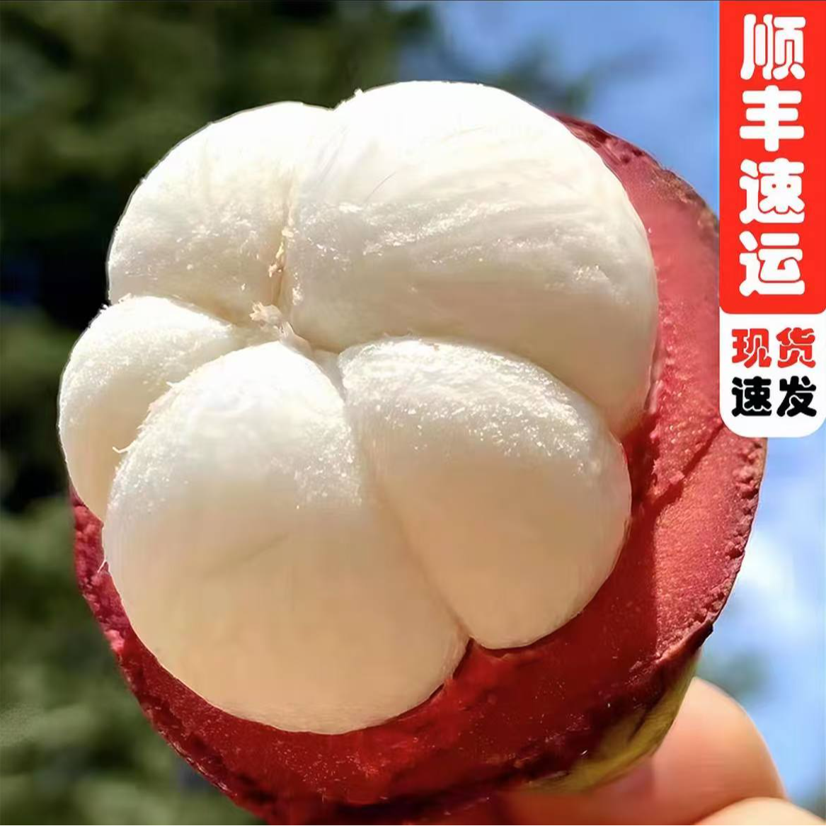 【顺丰包邮】4A泰国空运山竹老树麻竹新鲜水果现货直发（Y）