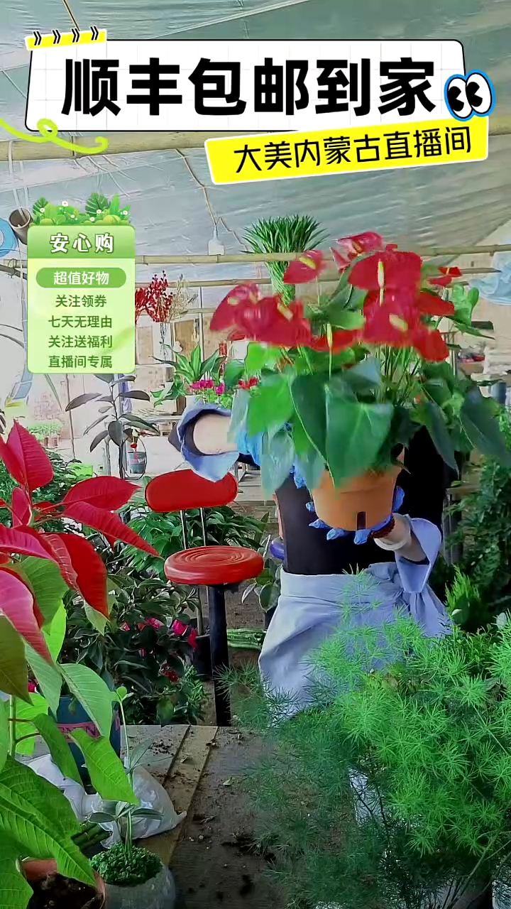 完全开放水培红掌顺丰