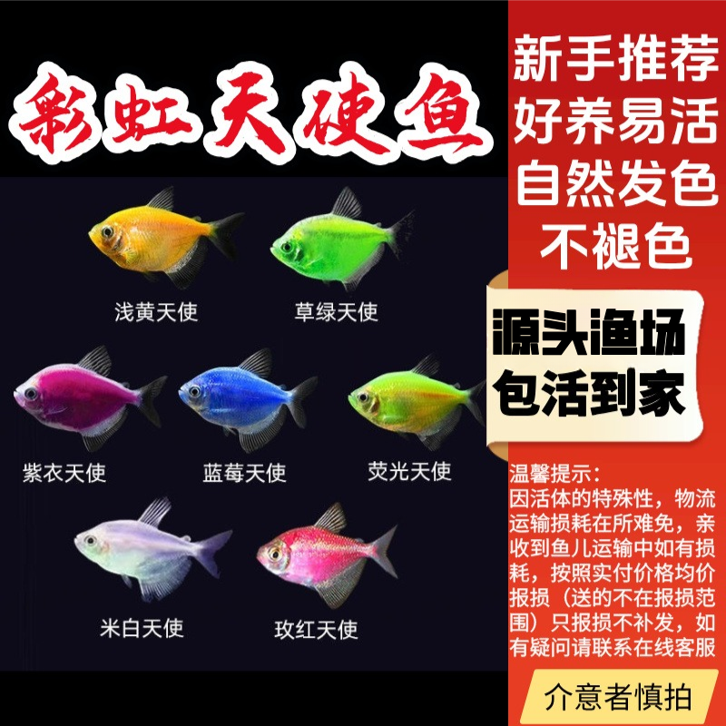 七彩天使鱼小型热带观赏鱼颜色丰富群游好养适合新手