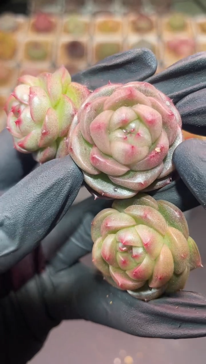 闪购294 萌萌小马多肉一颗   3-3.5厘米