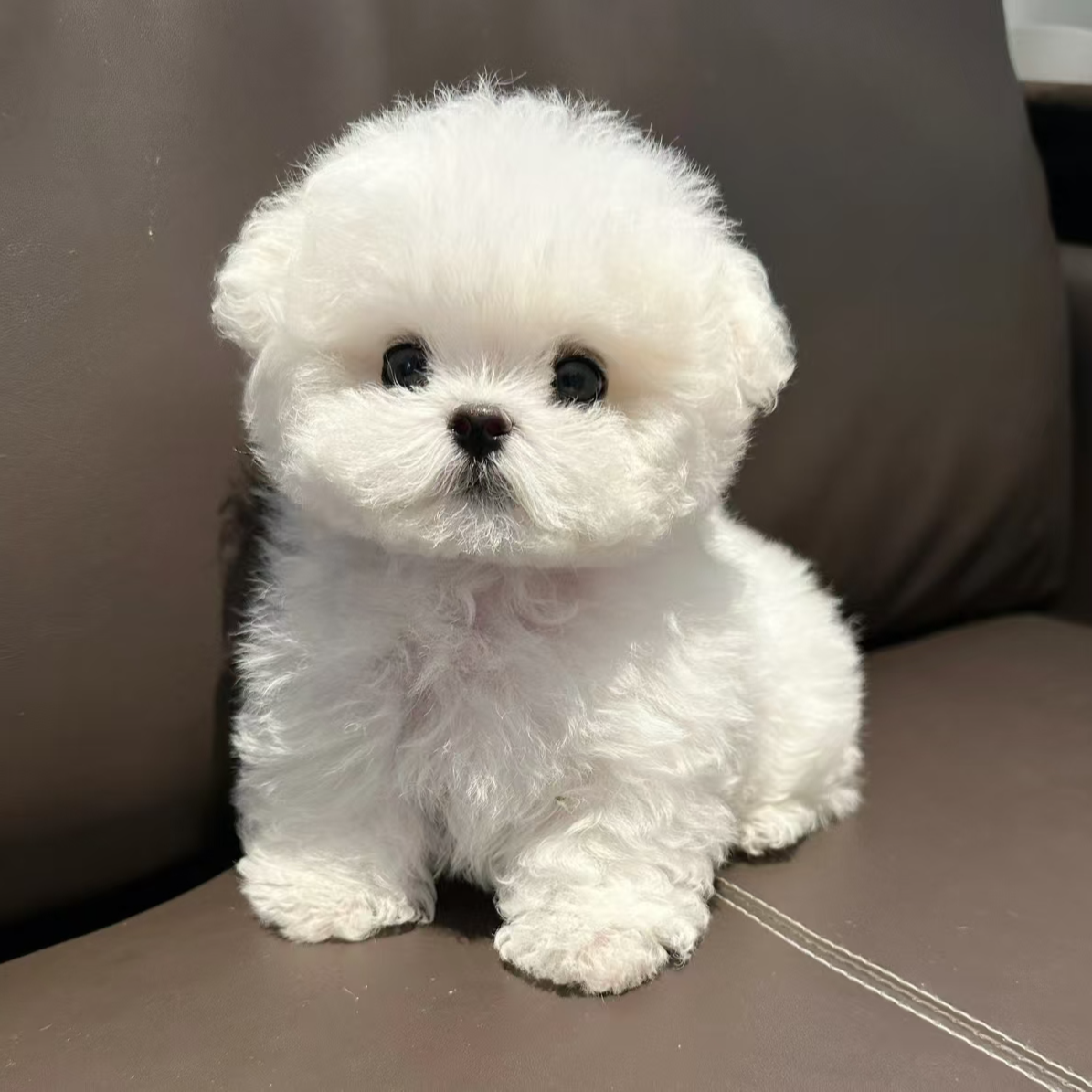 【宠里家】宠物活体幼体韩版小体