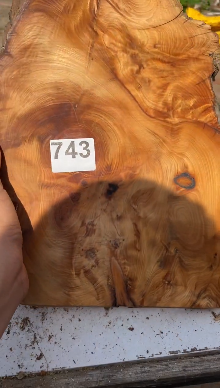 柏木（崖柏）太行崖柏切片一块（津诚林）