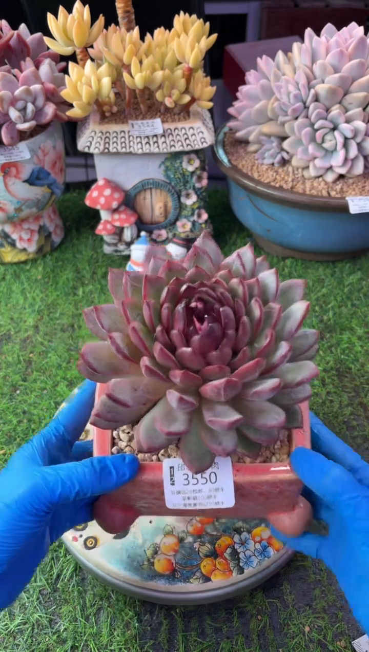 昆明印象多肉3550