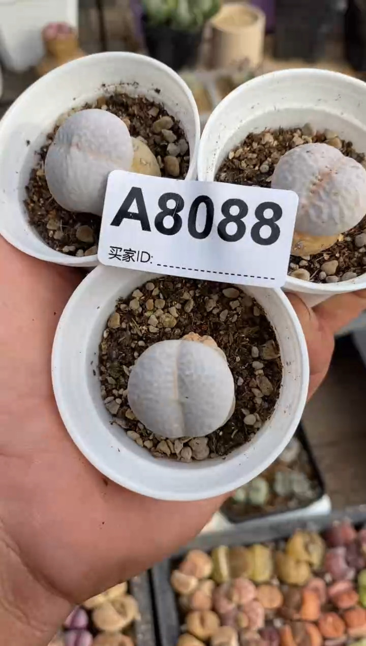 【闪购商品】8088直播一物一拍