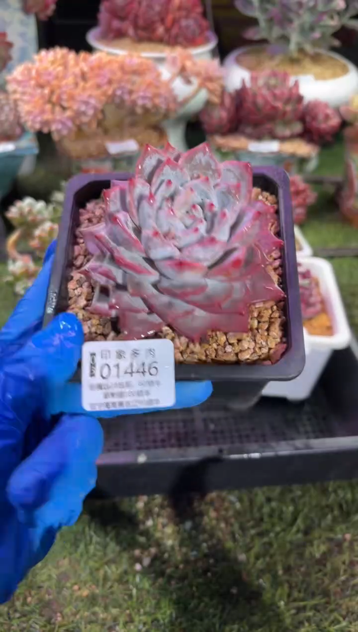 【闪购商品】01446