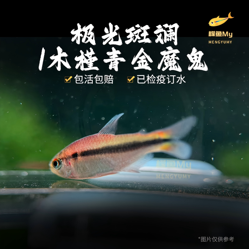 木槿青金/极光斑斓魔鬼灯鱼