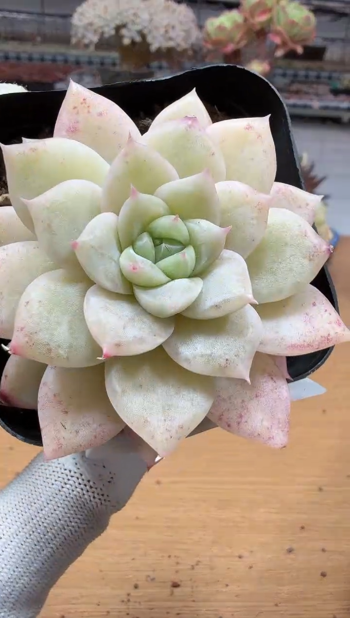 东云多肉园二店-101