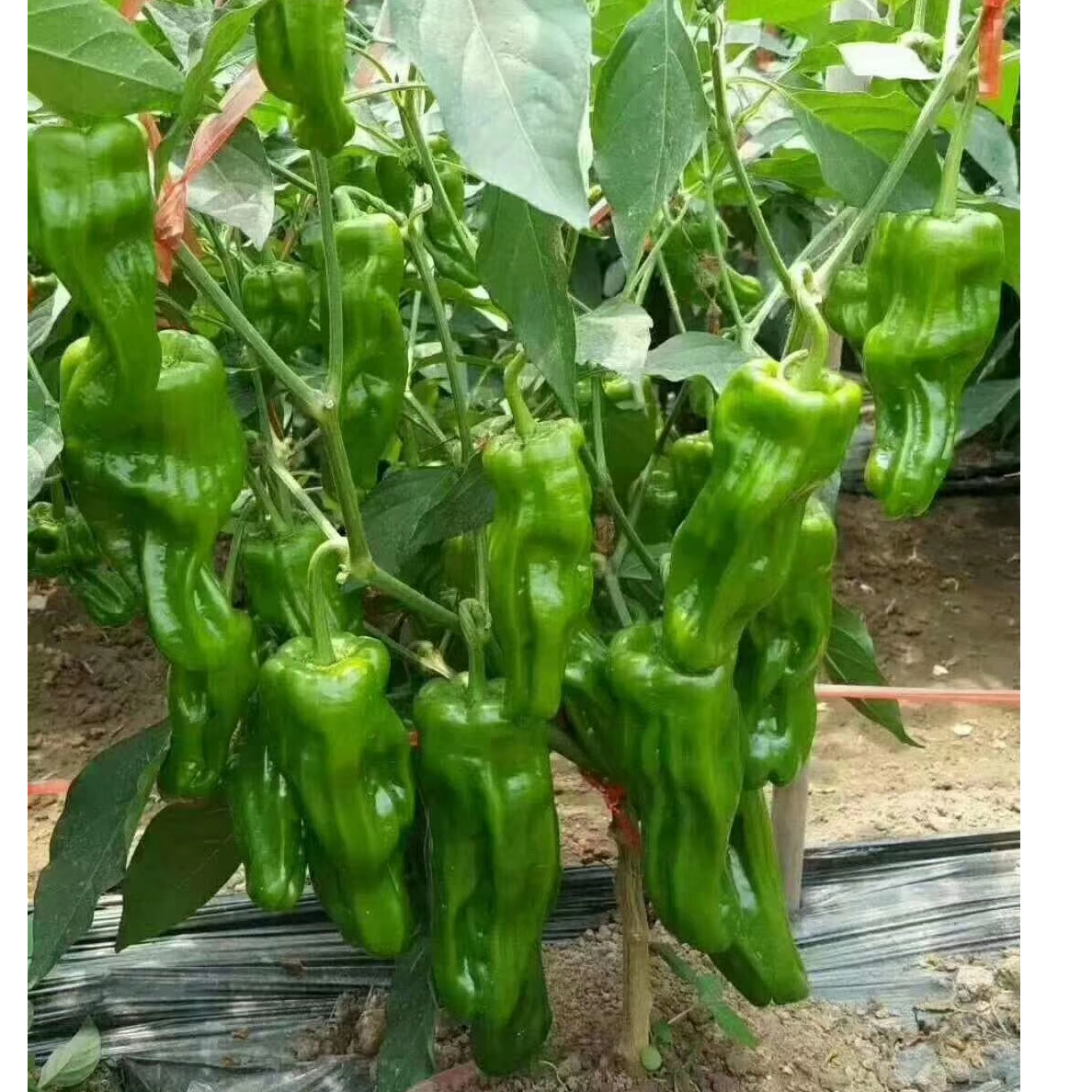 川塔薄壳黄  菜椒种子 辣椒 极早熟强挂果  果皮薄 产量高
