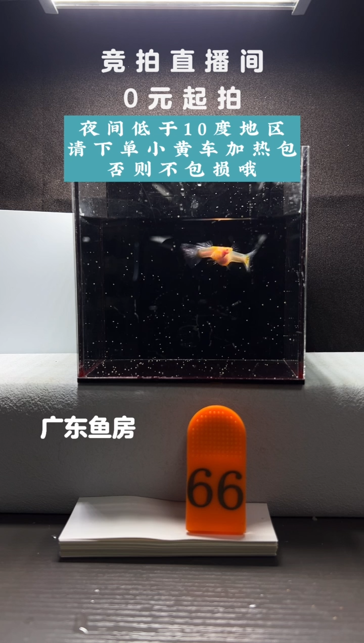 孔雀鱼蓝白玻璃短体一对编号66