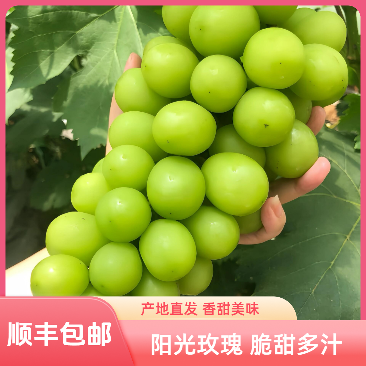 【顺丰包邮】阳光玫瑰脆甜多汁产地直发