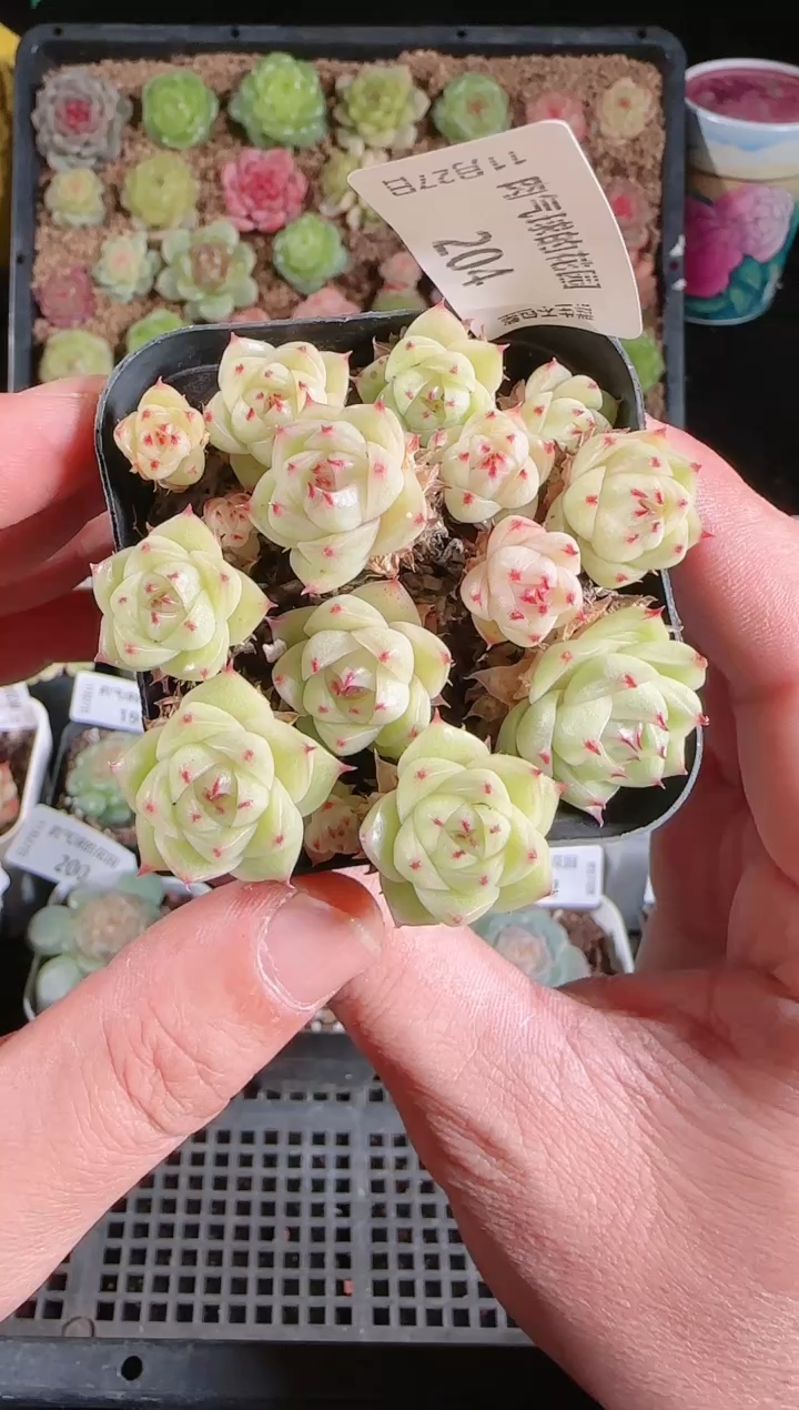 1127-204群生不包整