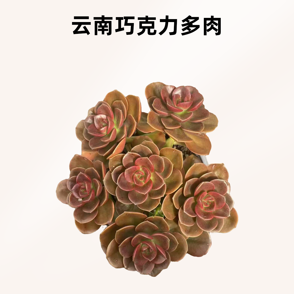 巧克力多肉植物云南基地直发新手养肉放阳台好养活暖风多肉