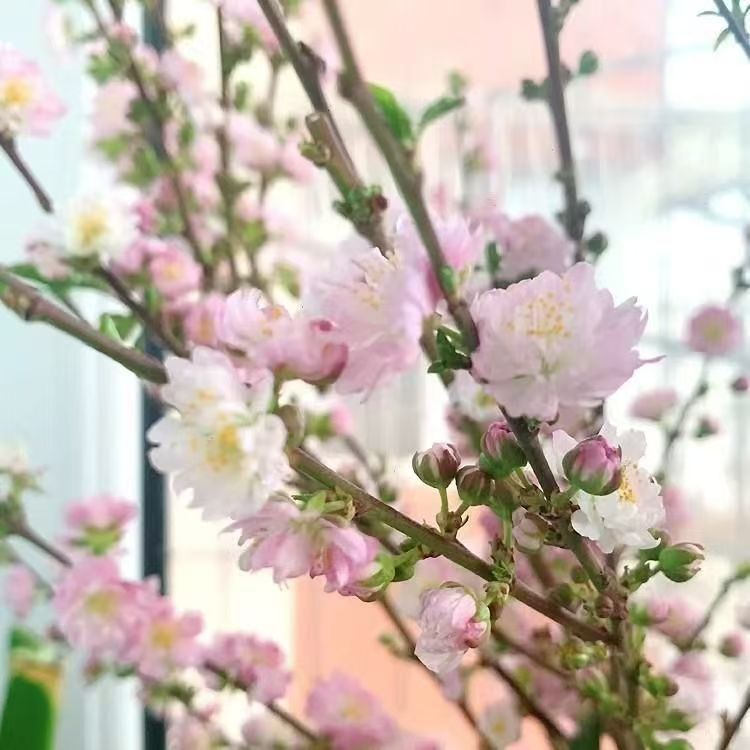 干枝，带花苞发货水培鲜枝遇水开花新鲜室内花卉好打理