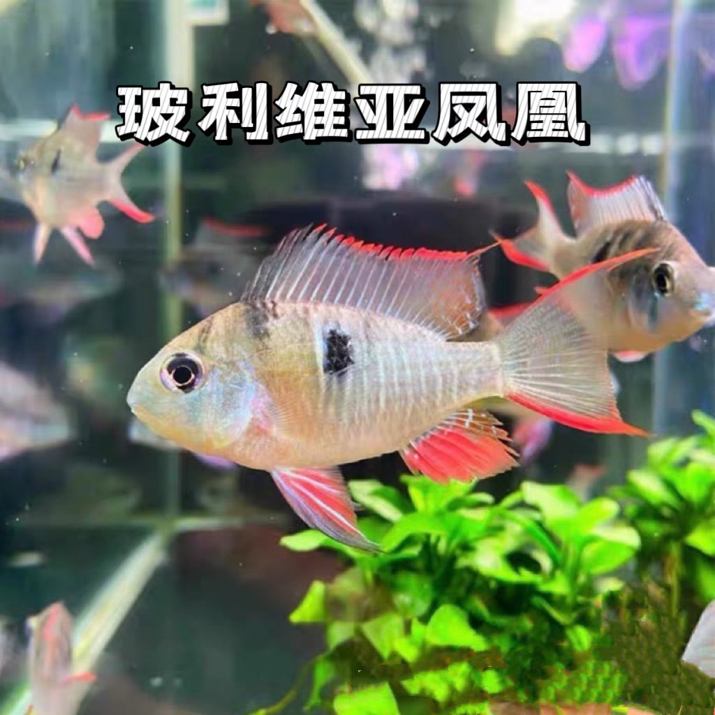 小型热带观赏鱼 灯科鱼 鲷科鱼 玻利维亚