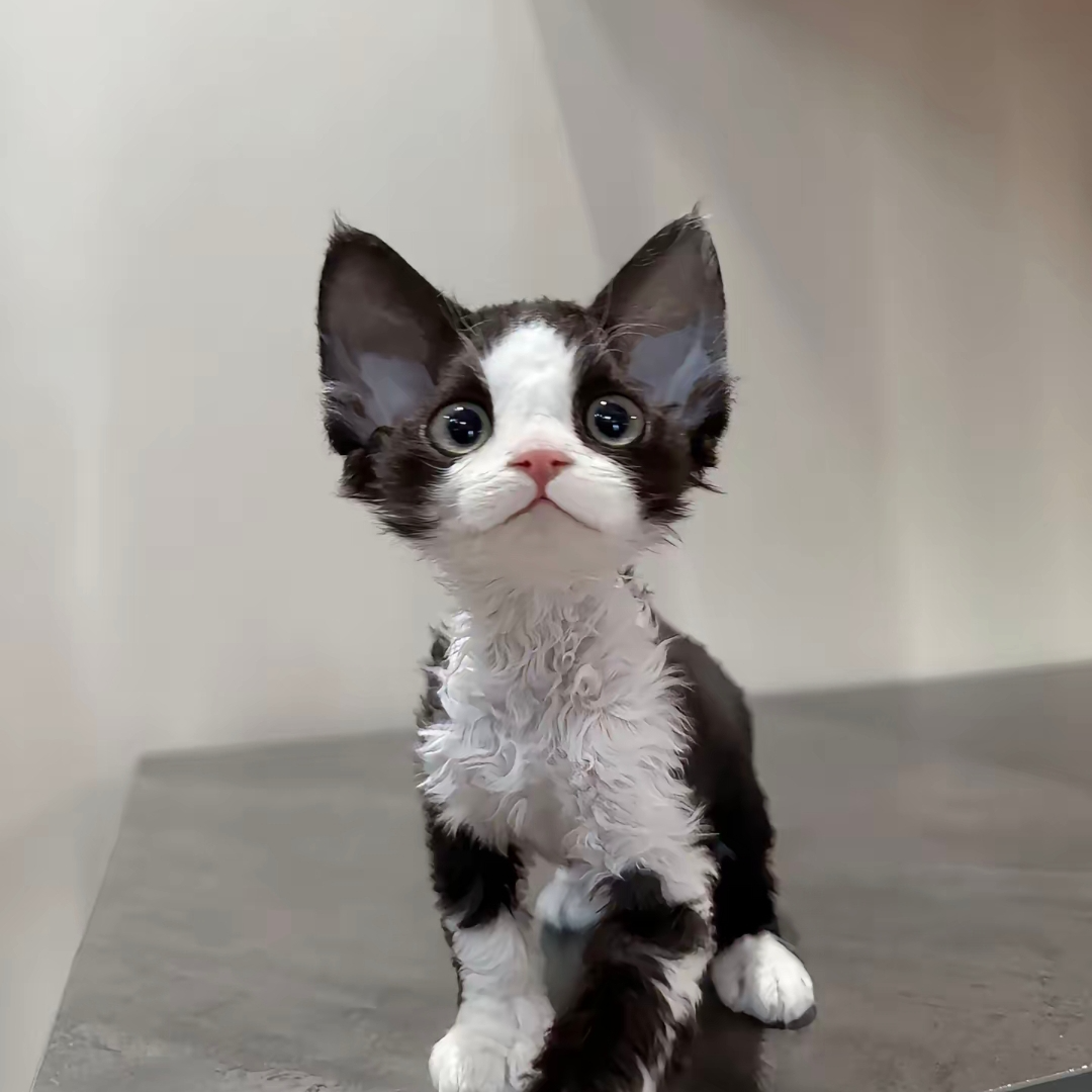 猫圈搅屎棍  德文