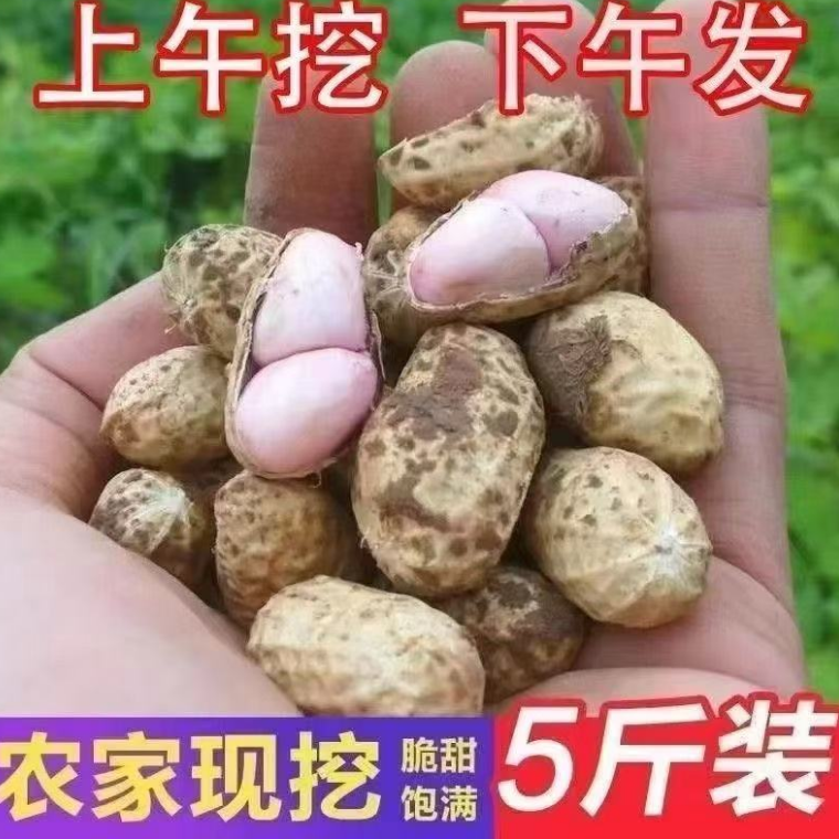 新鲜现挖带壳湿花生当季可水煮农家自种颗粒饱满