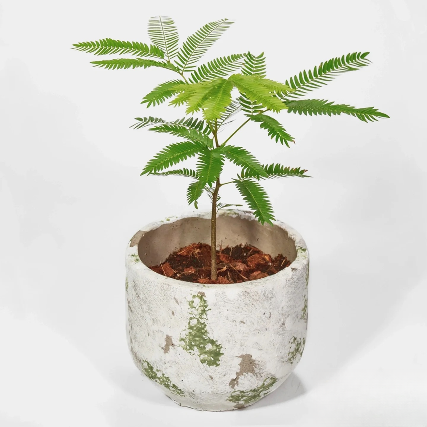 密叶猴耳环室内耐阴好养网红植物