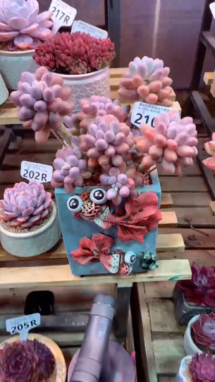 @*愿210R带盆价走物流（一物一拍，精品多肉，所见即所得 ）