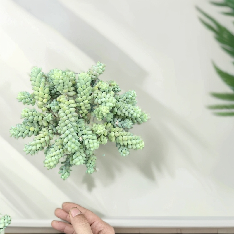 彩虹玉坠多肉植物带盆土好养护适合新手可净化空气