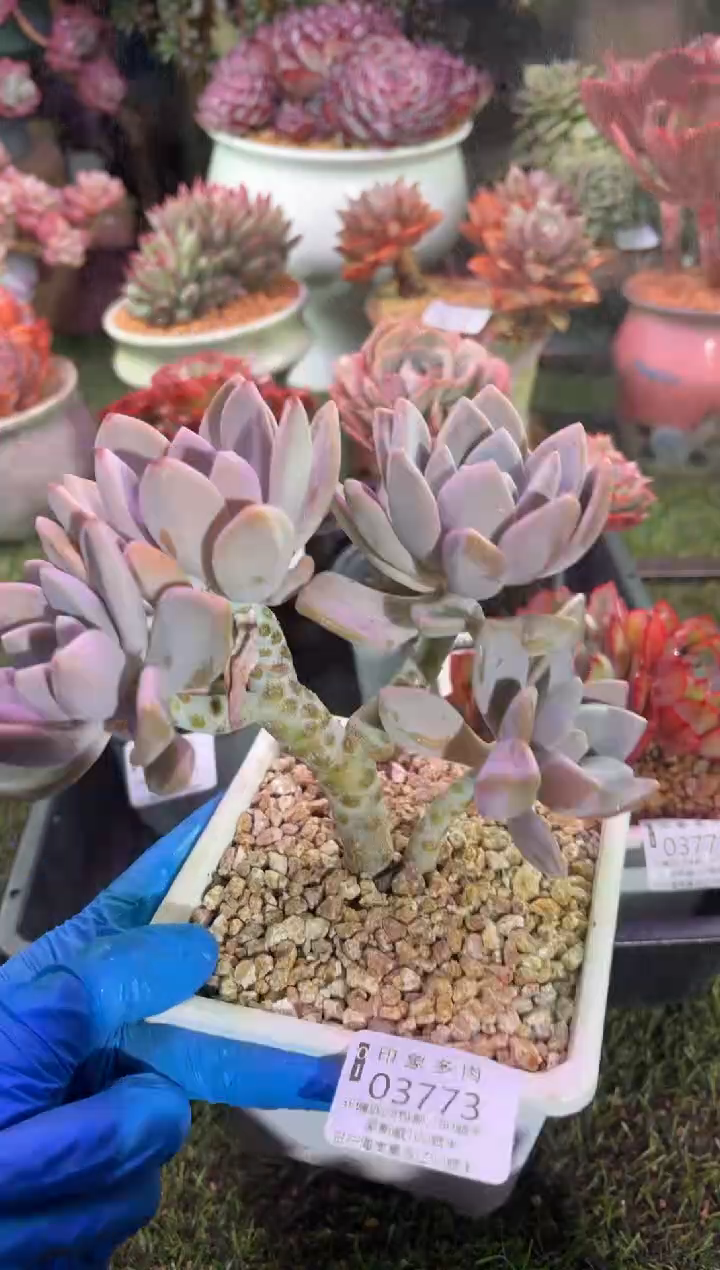 【闪购商品】03773