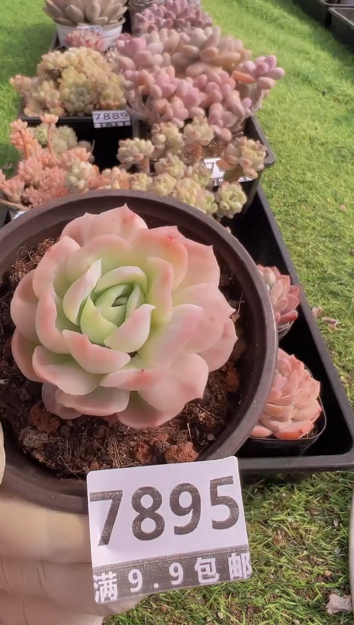 【闪购商品】信福多肉一物一拍