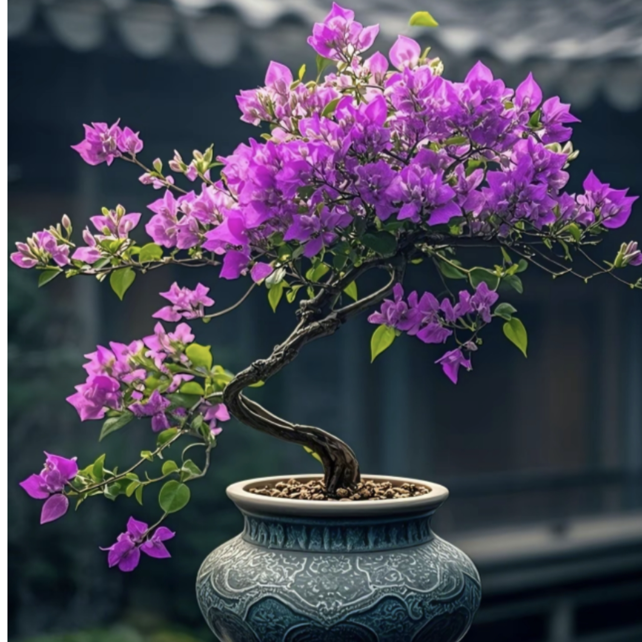 四季勤花品种三角梅（一物一拍）