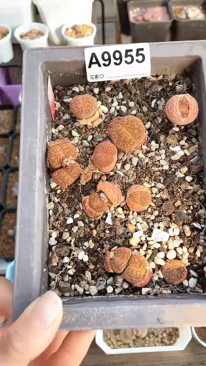 【闪购商品】直播一物一拍9955