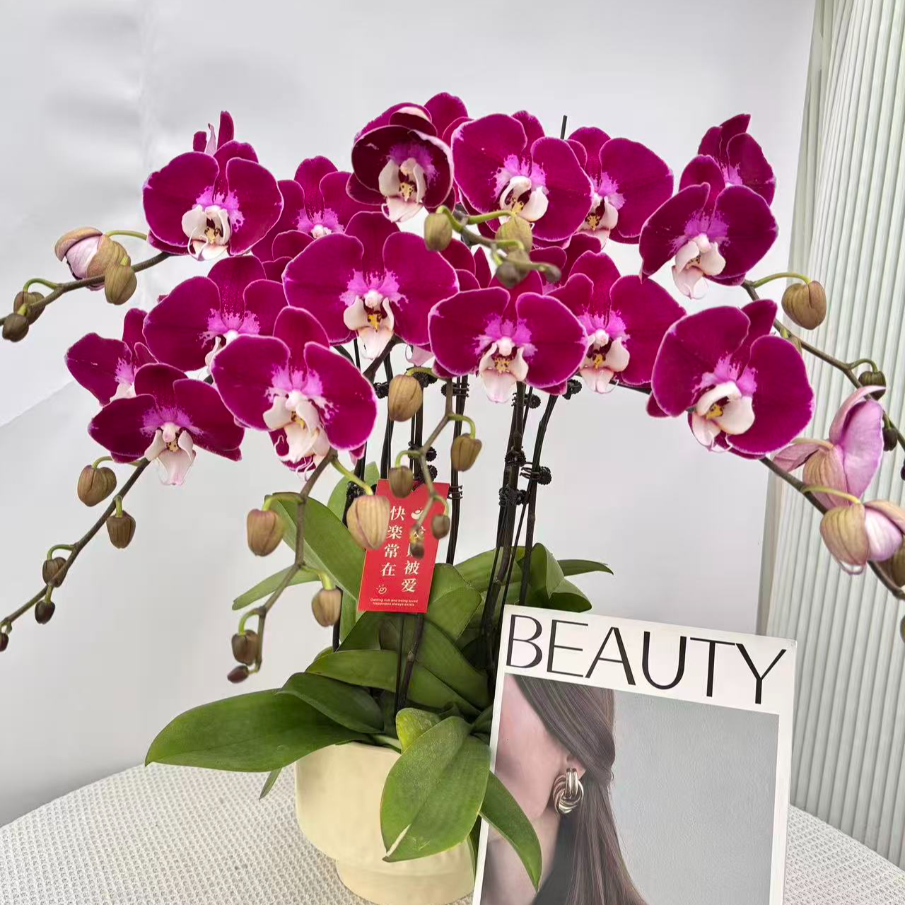 蝴蝶兰兰花《红丝绒》紫红色系带闪边蜡质花花期超长基地直发