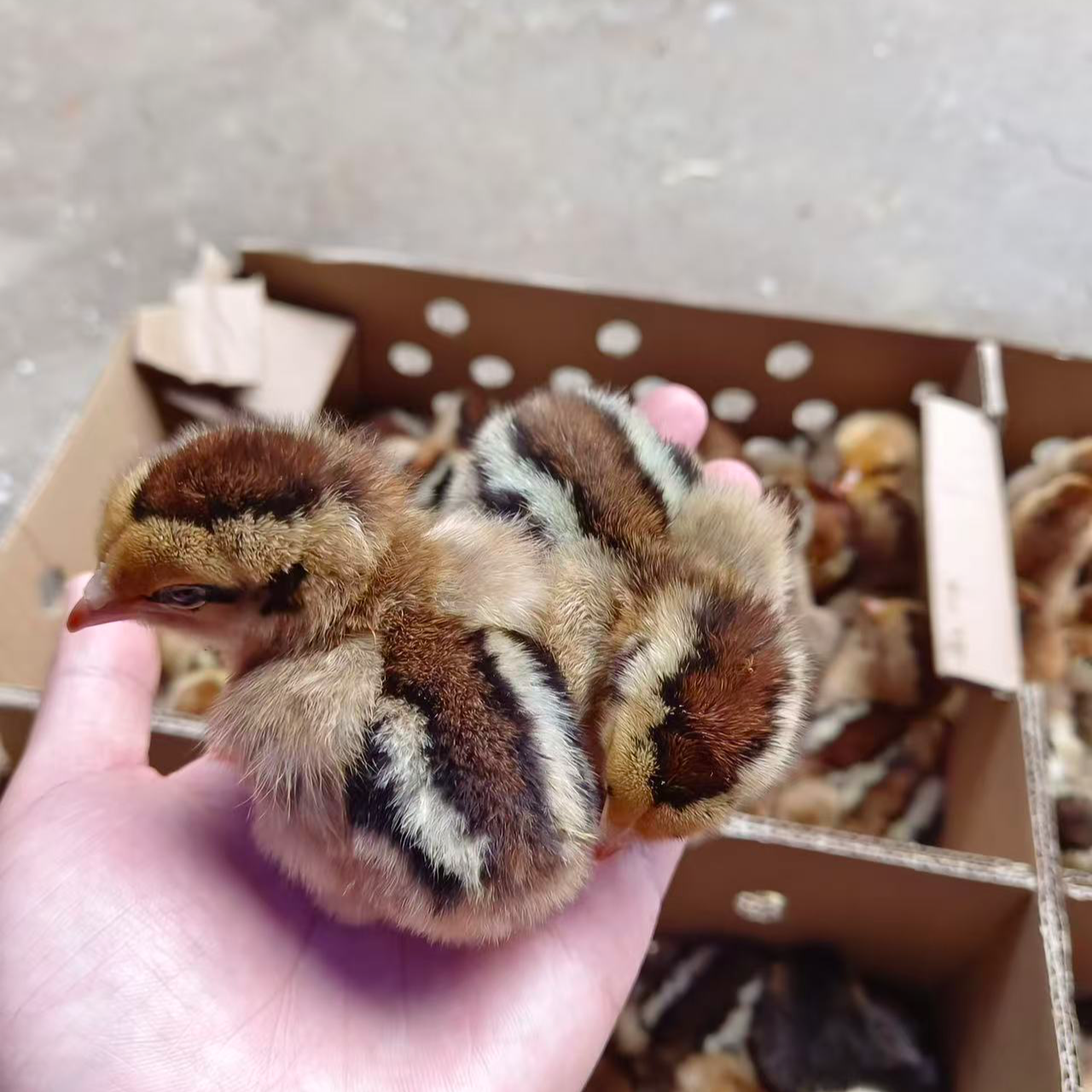 正宗麻羽鸡宠物小鸡观赏鸡顺丰包邮适合家养
