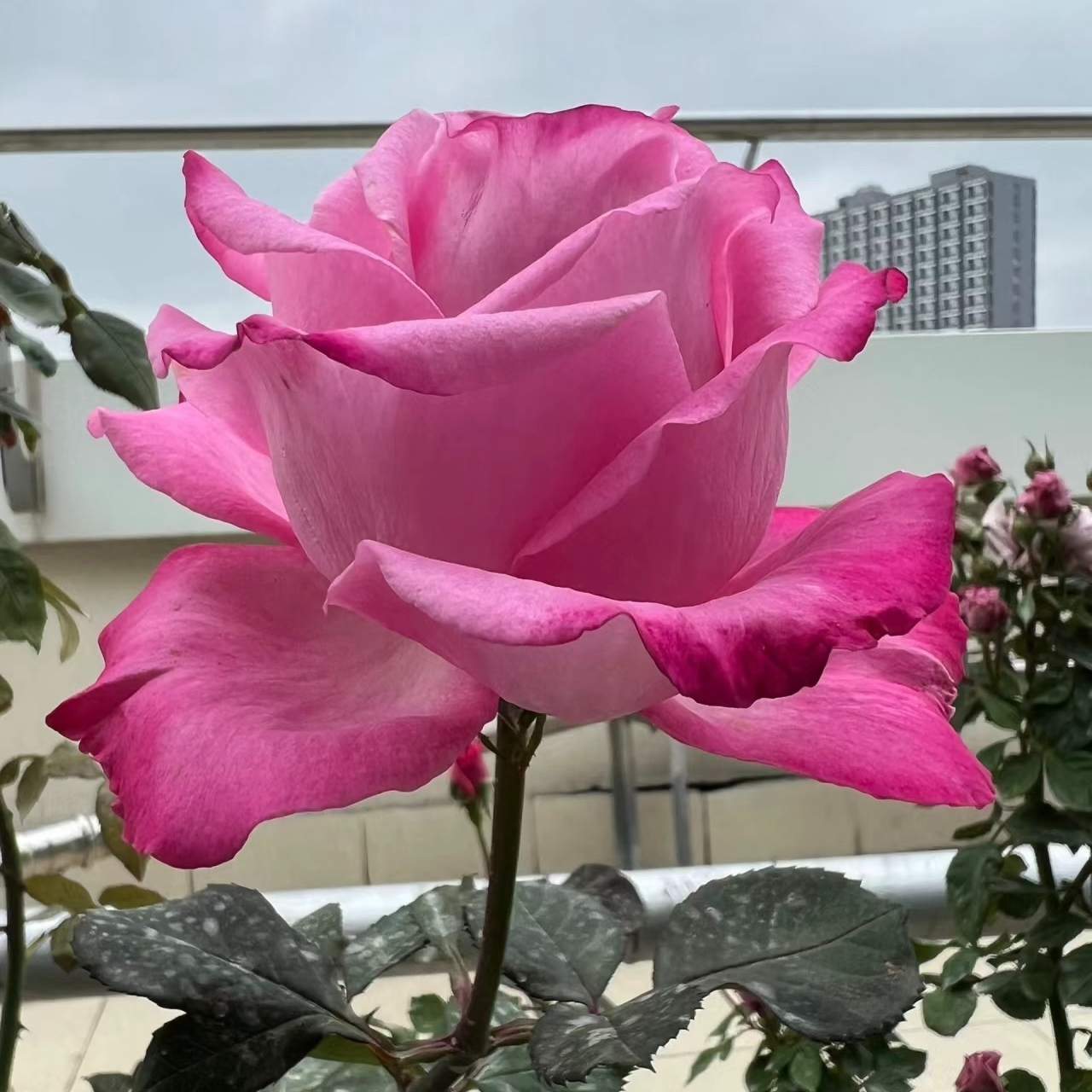 【桃灼蓝天】灌木月季玖红色切花浓香庭院阳台多季开花耐热玫瑰花