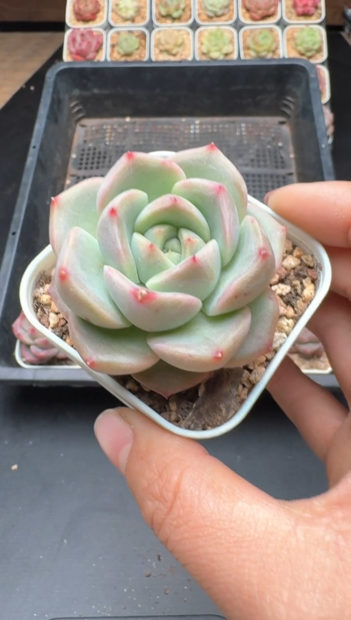 【闪购商品】710B物拍多肉带盆土6.5杯拍3颗包柚