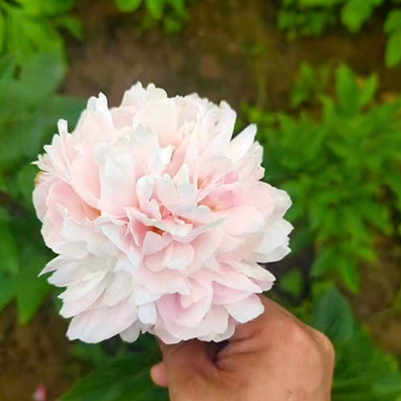【栀子花花卉】芍药鲜花重瓣大花耐寒耐旱芍药花