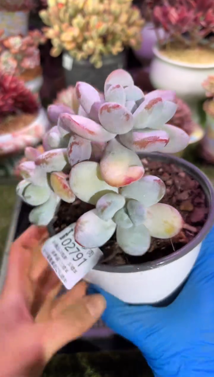 【闪购商品】02791