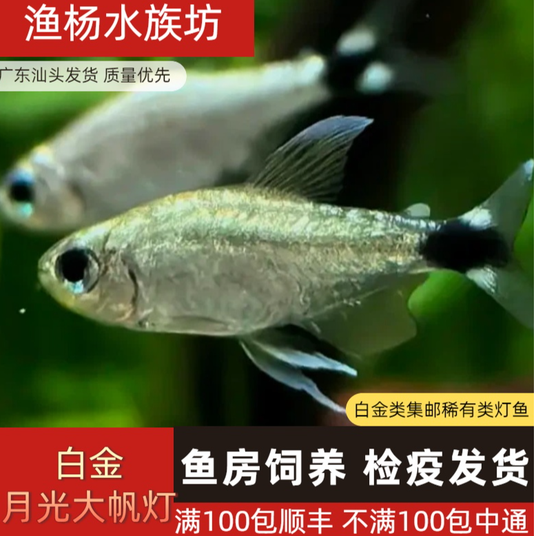 白金月光大帆灯灯鱼观赏鱼