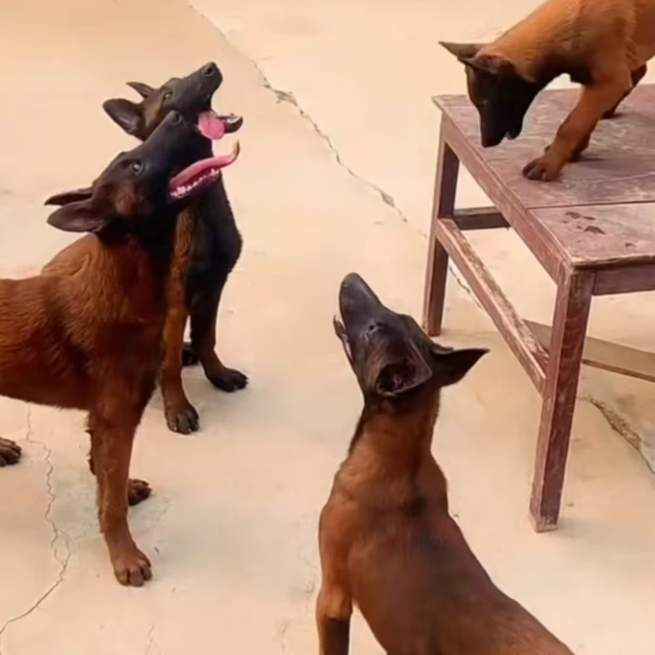 （小崔马犬）狗狗活体