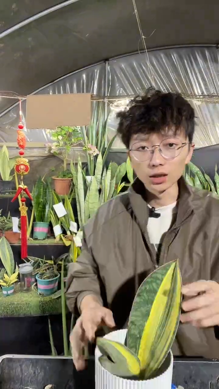 13号黄金宝镜裸根25