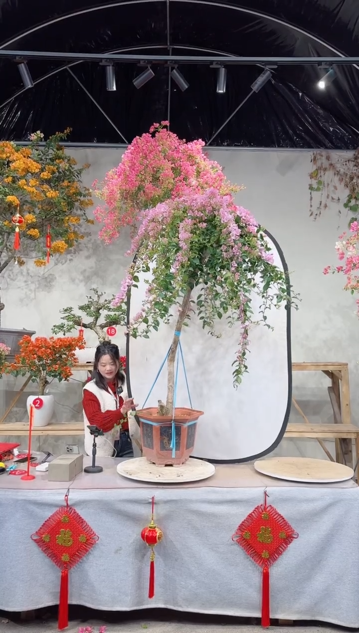 【闪购商品】盆景丽娜