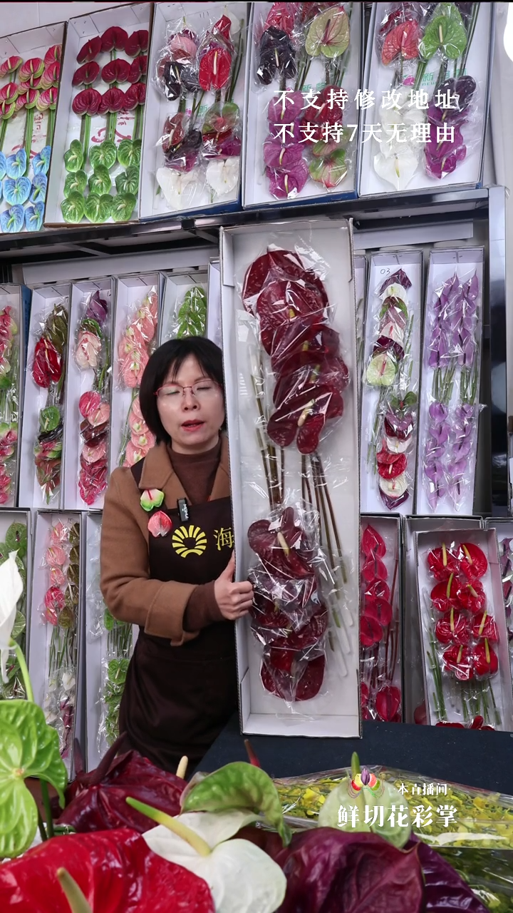 完全开放酒红掌10枝(长30-40横冠幅11-13）