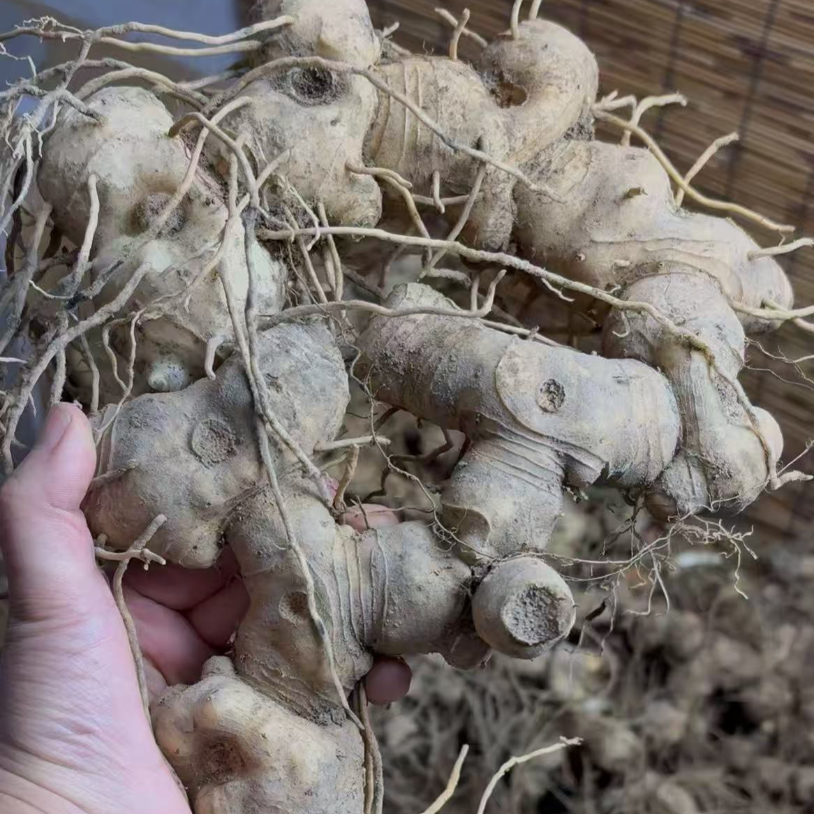 恩施深山野生多花倒苗黄精（仙人余粮）