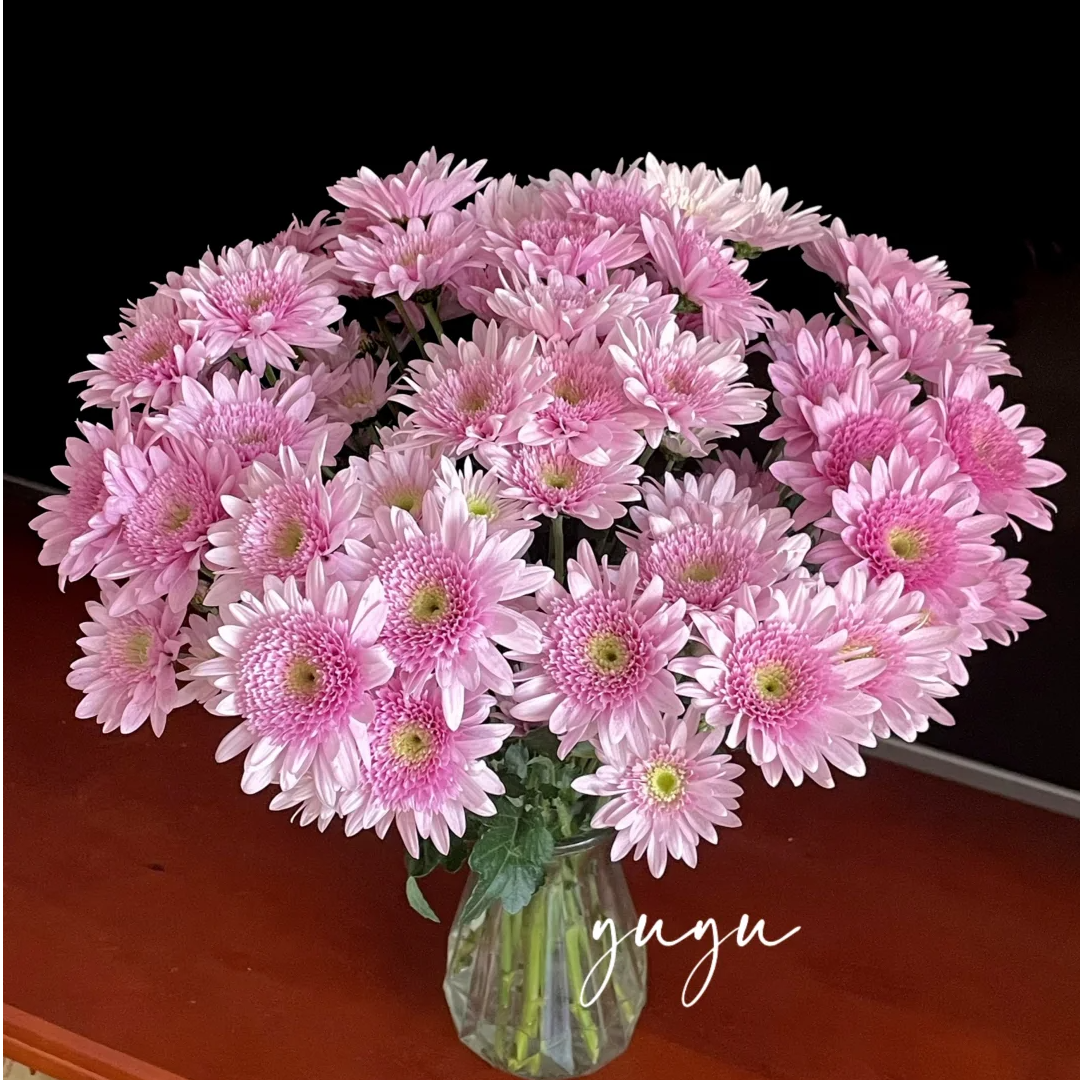 【弥勒粉小雏菊AK】雏菊花期超长 全场任意两单鲜花包邮