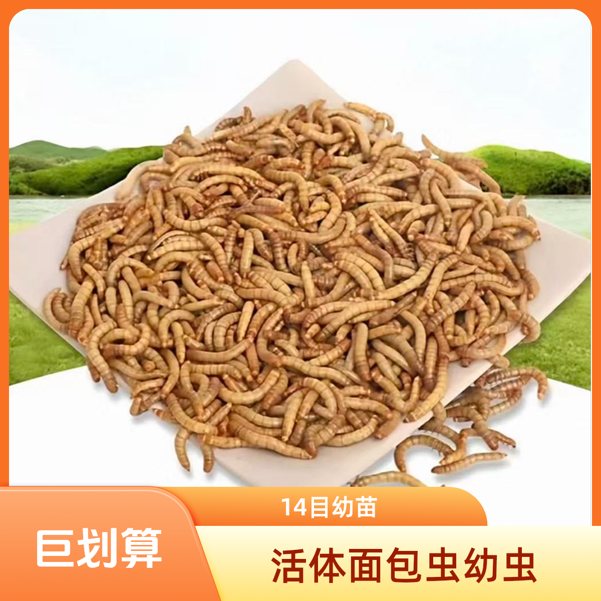 14目1.5cm黄粉虫幼虫活体面包虫幼苗蝎子守宫乌龟仓鼠宠物饲料